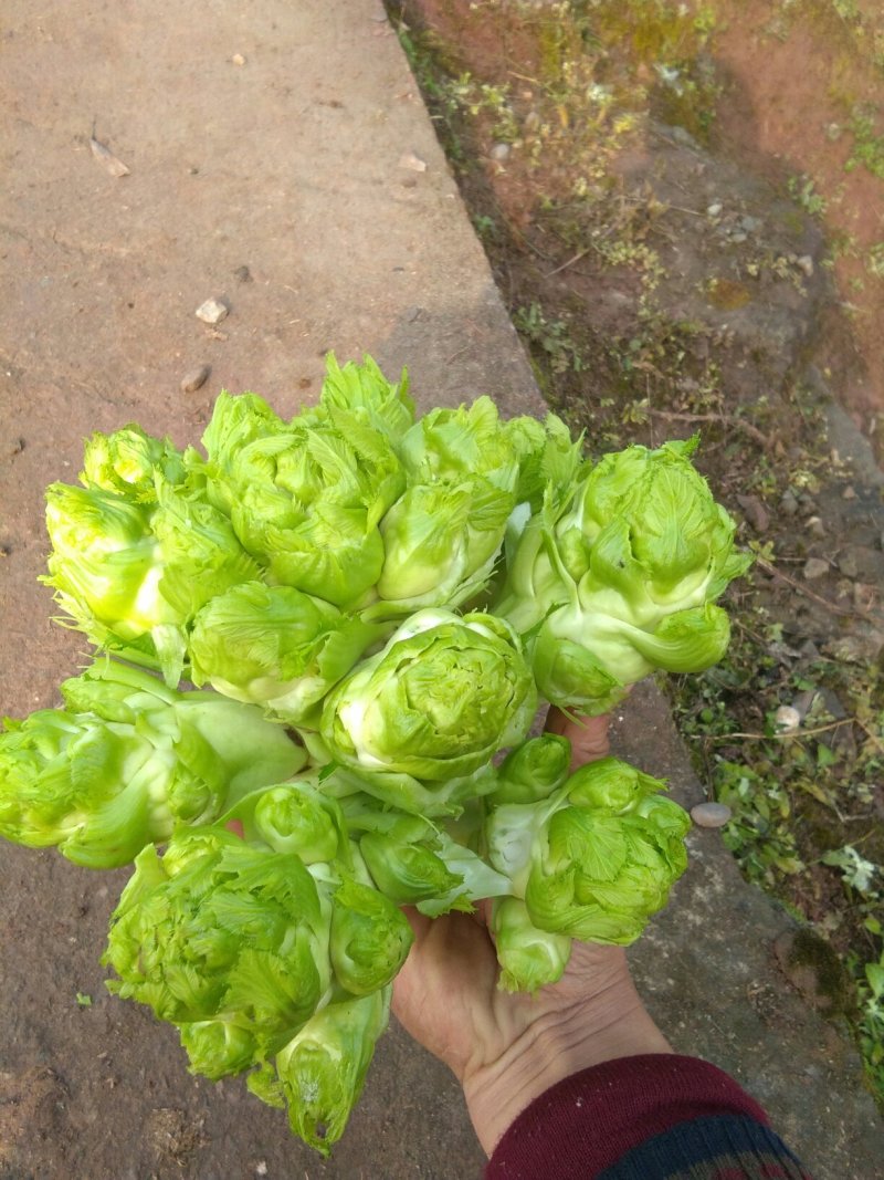 现有儿菜3O万斤，2斤起