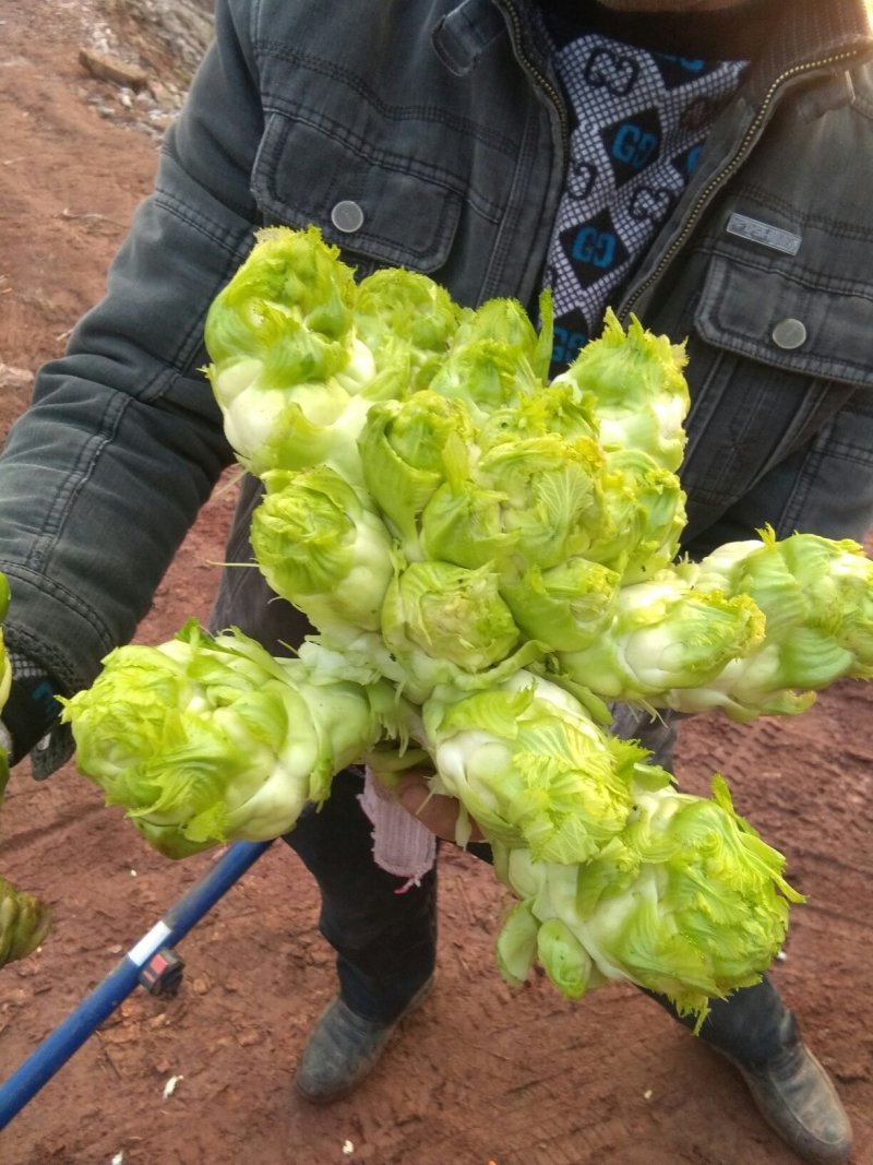 现有儿菜3O万斤，2斤起