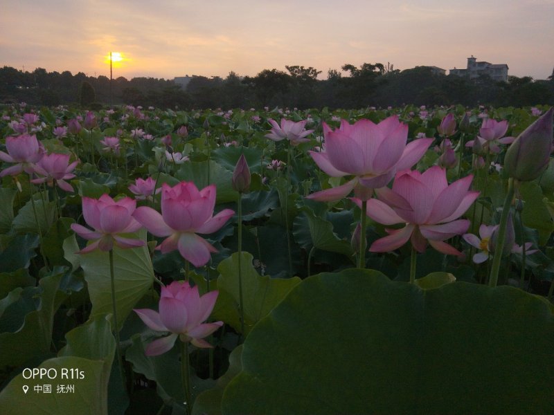 太空红花莲种苗基地直销，纯红花正宗的太空莲36号