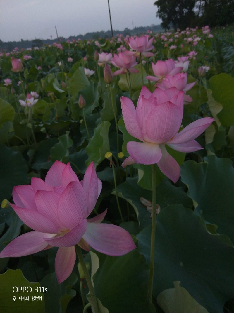 太空红花莲种苗基地直销，纯红花正宗的太空莲36号