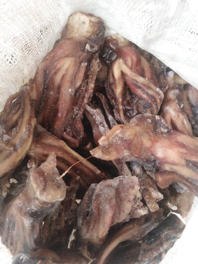 带鱼秘鲁鱿鱼头可发样品