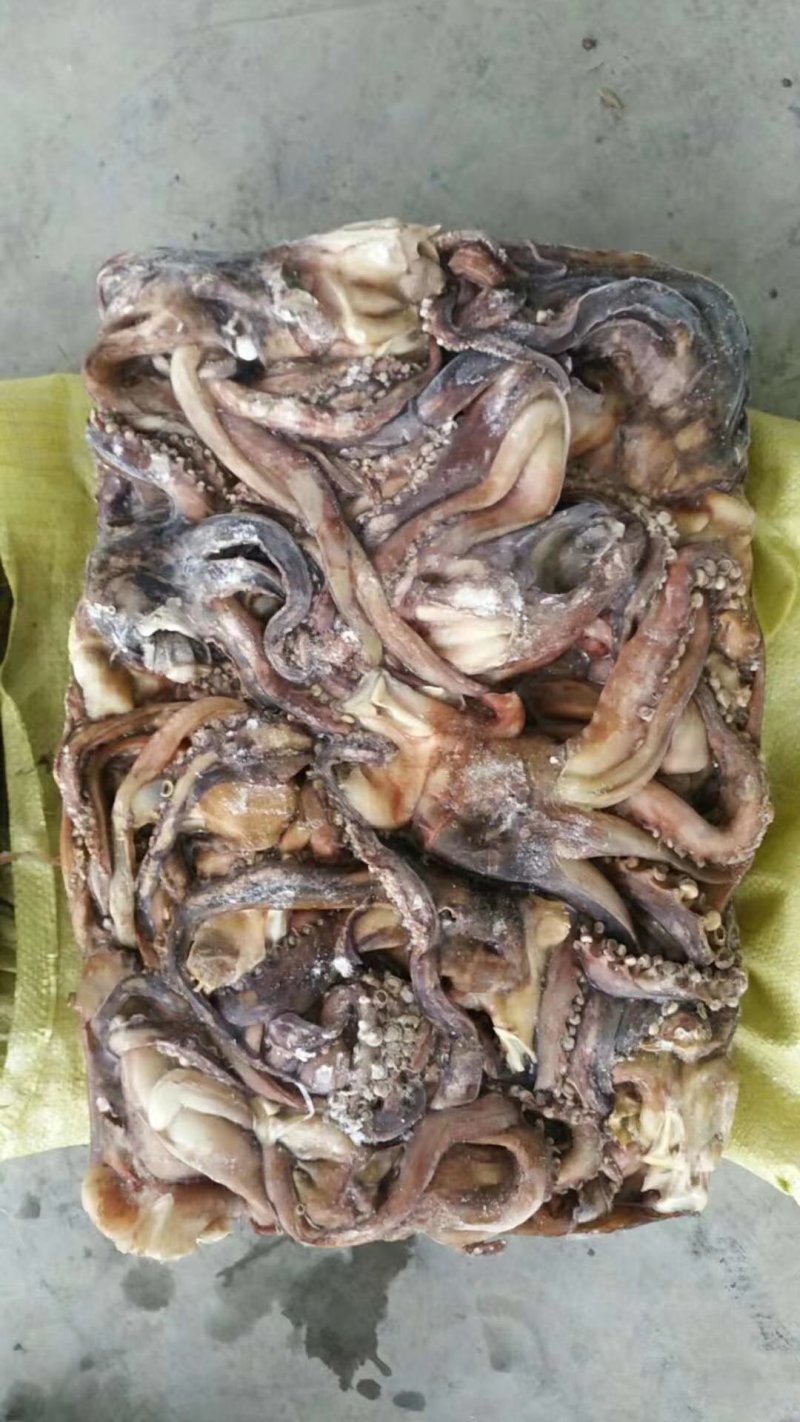 带鱼秘鲁鱿鱼头可发样品