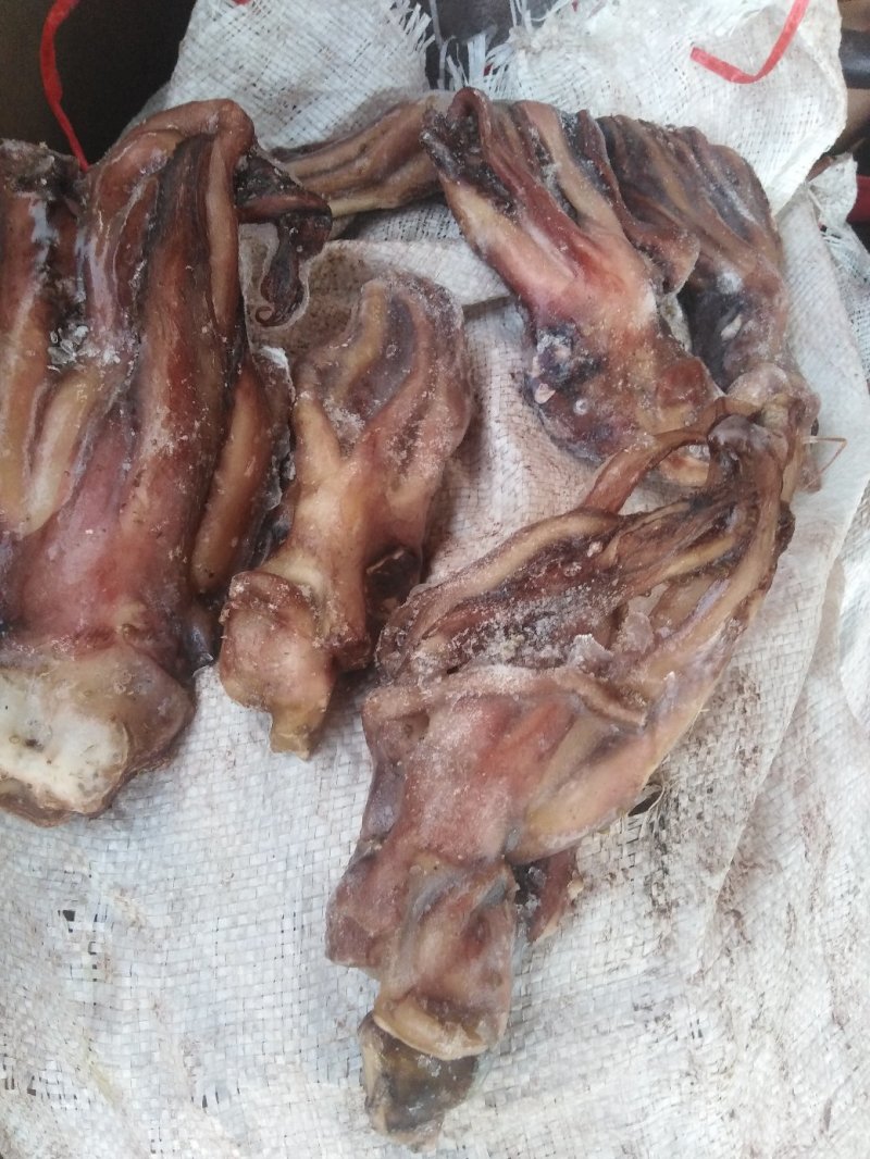带鱼秘鲁鱿鱼头可发样品