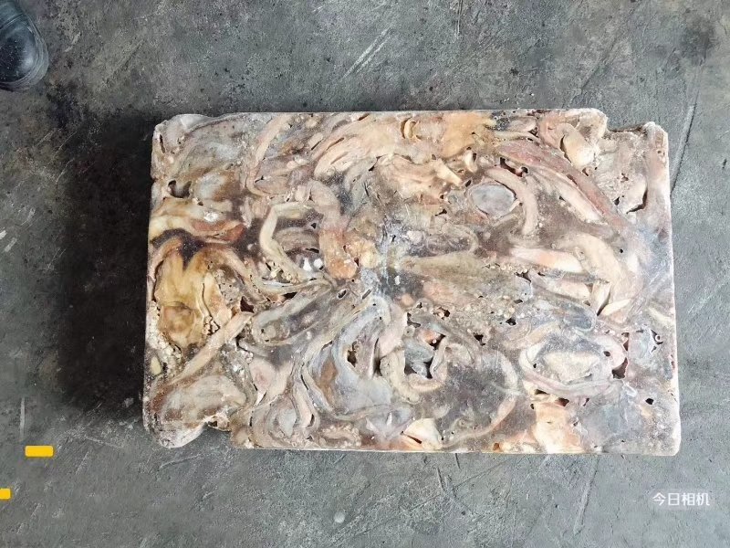 带鱼秘鲁鱿鱼头可发样品