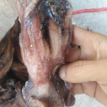 带鱼秘鲁鱿鱼头可发样品