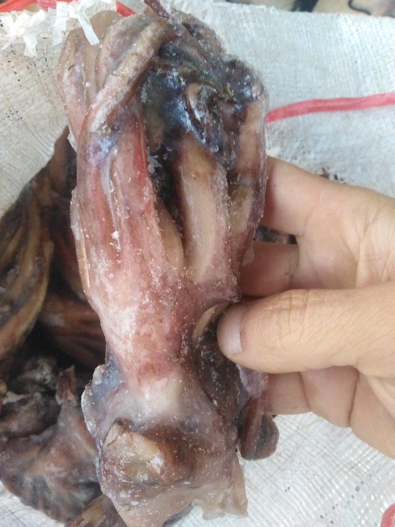 带鱼秘鲁鱿鱼头可发样品