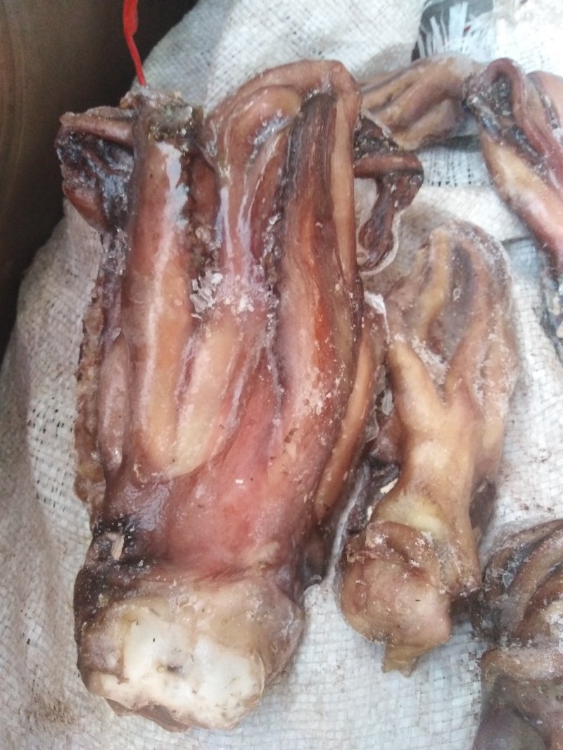 带鱼秘鲁鱿鱼头可发样品
