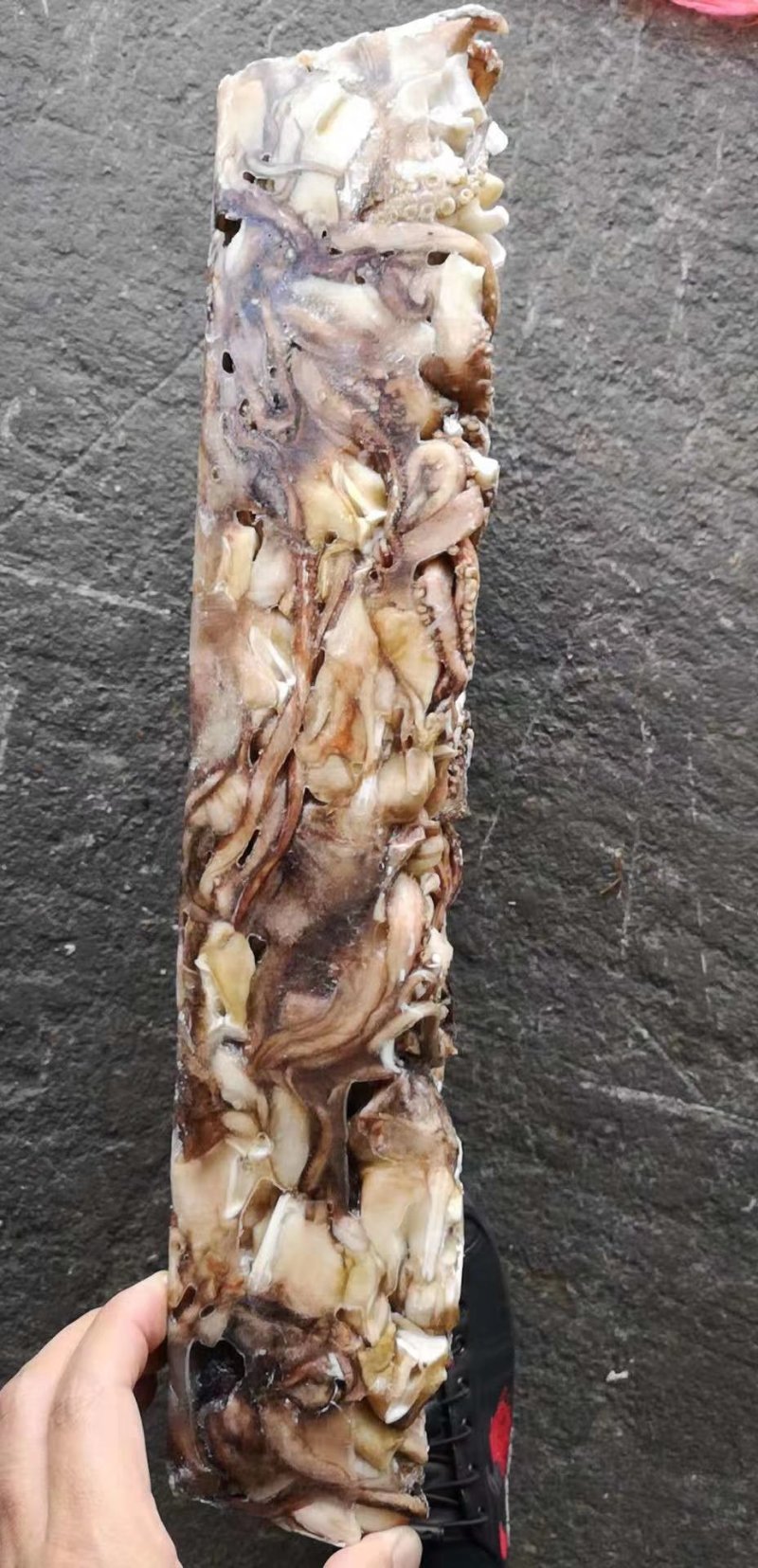带鱼秘鲁鱿鱼头可发样品