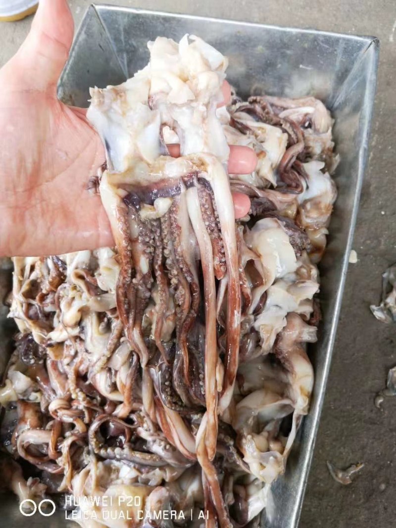 带鱼秘鲁鱿鱼头可发样品