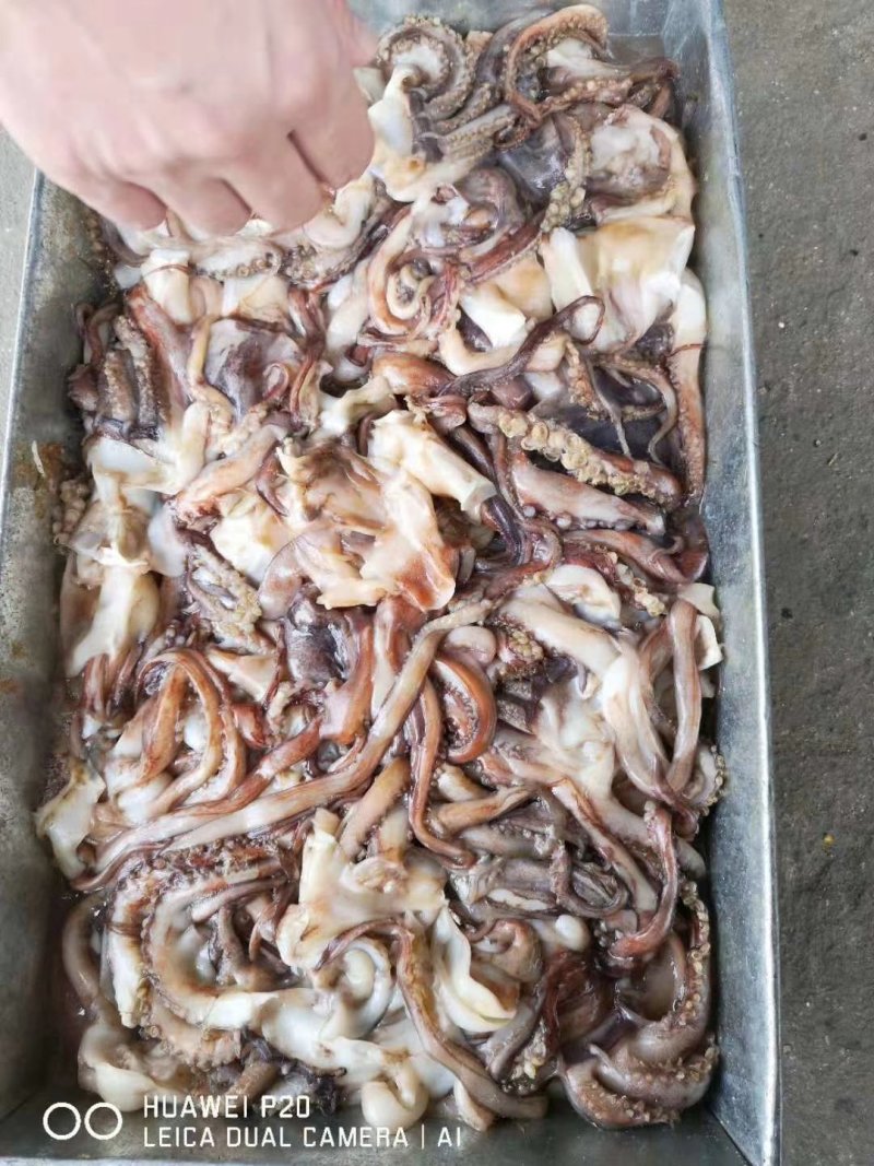 带鱼秘鲁鱿鱼头可发样品