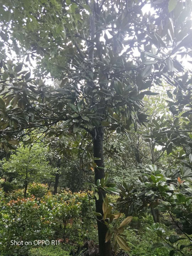 广玉兰