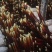 《精品灵芝草》鹿角灵芝产地直发