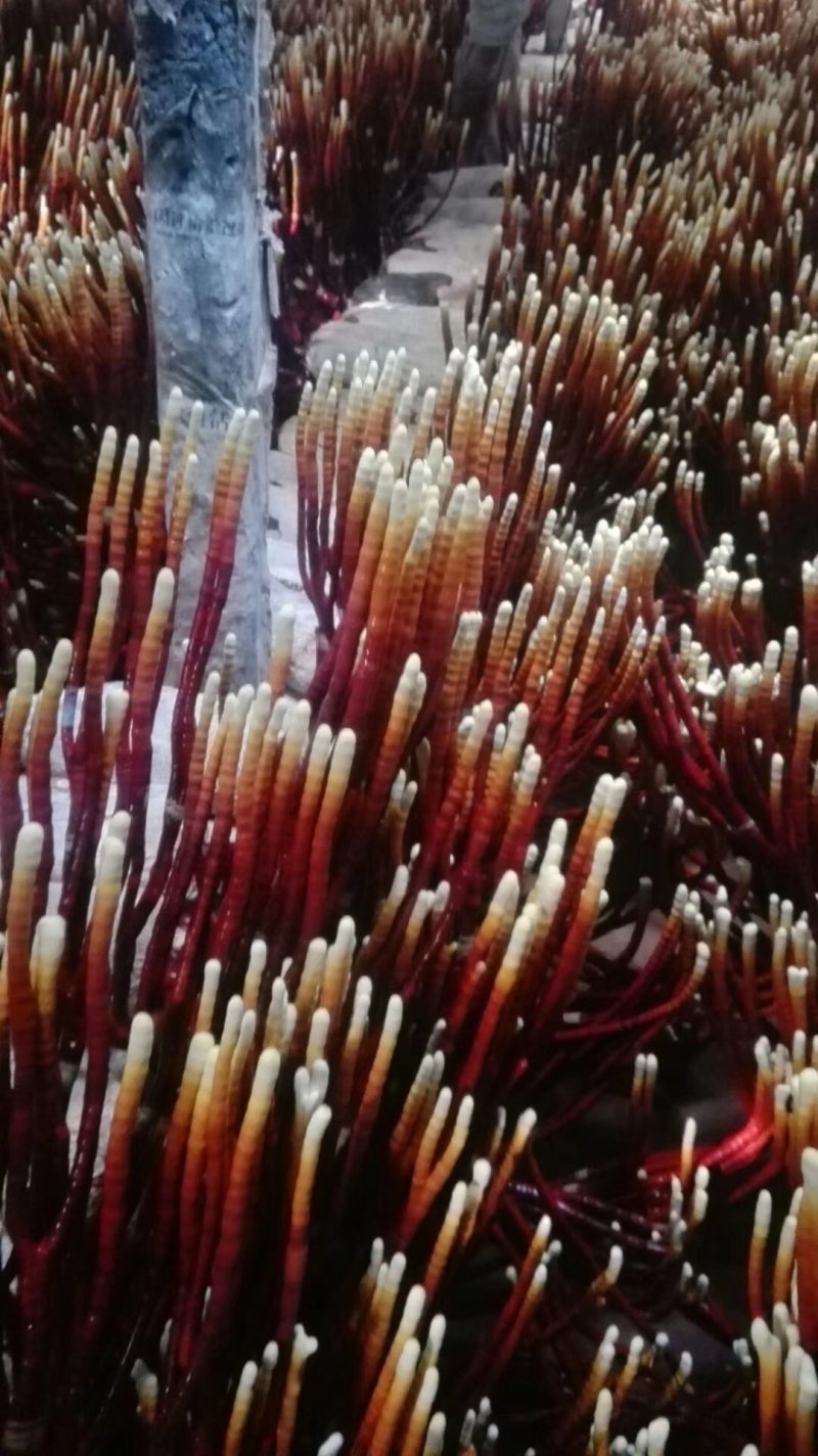 《精品灵芝草》鹿角灵芝产地直发