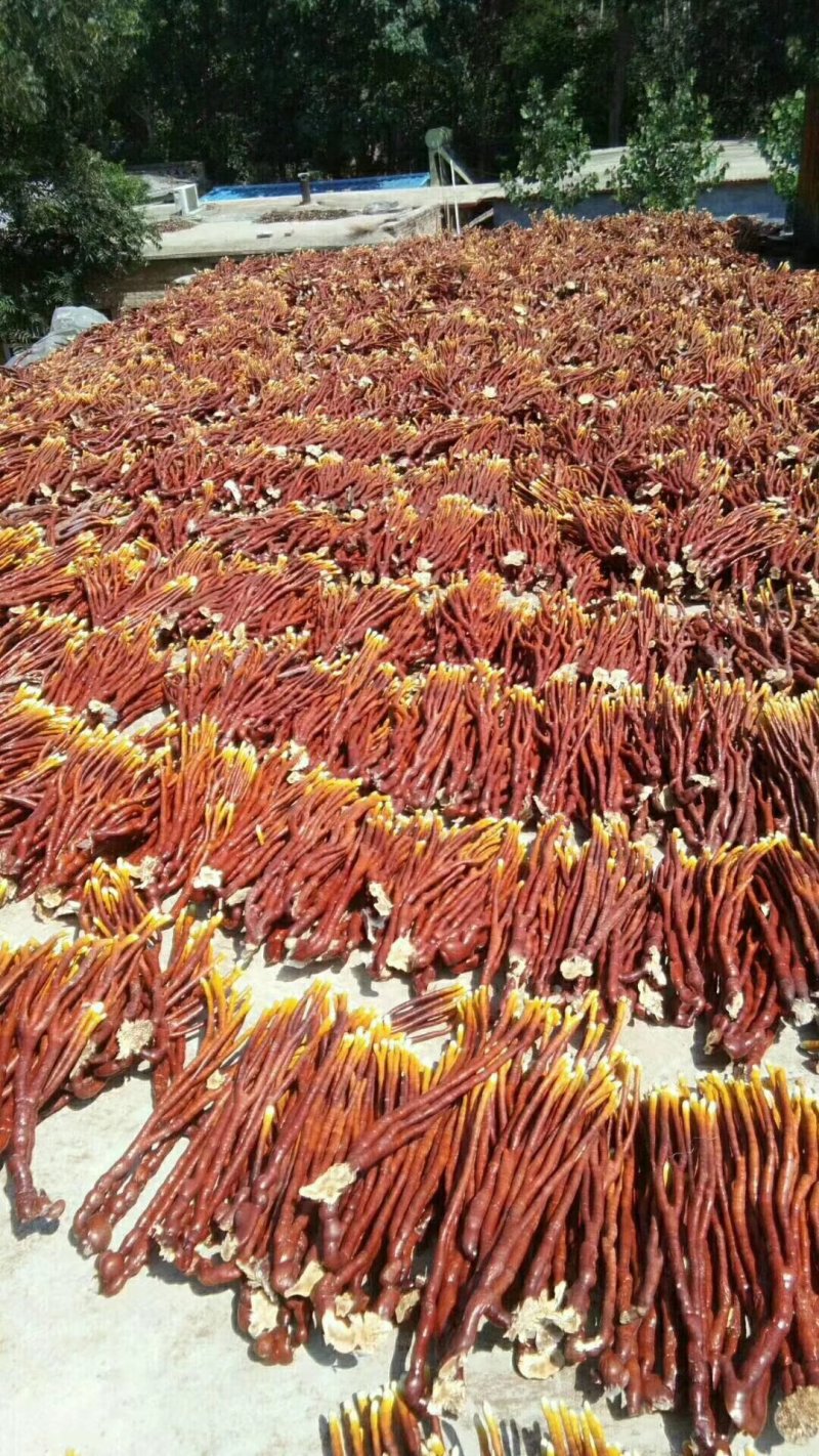 《精品灵芝草》鹿角灵芝产地直发
