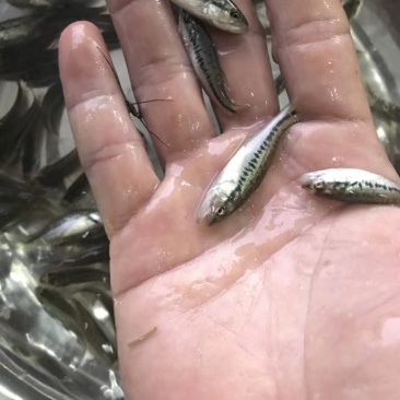 热卖大口鲈鱼加州鲈鱼苗活体七星鲈鱼苗海鲈鱼宝石鲈
