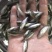 热卖大口鲈鱼加州鲈鱼苗活体七星鲈鱼苗海鲈鱼宝石鲈