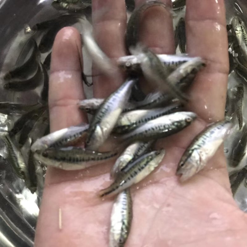 热卖大口鲈鱼加州鲈鱼苗活体七星鲈鱼苗海鲈鱼宝石鲈