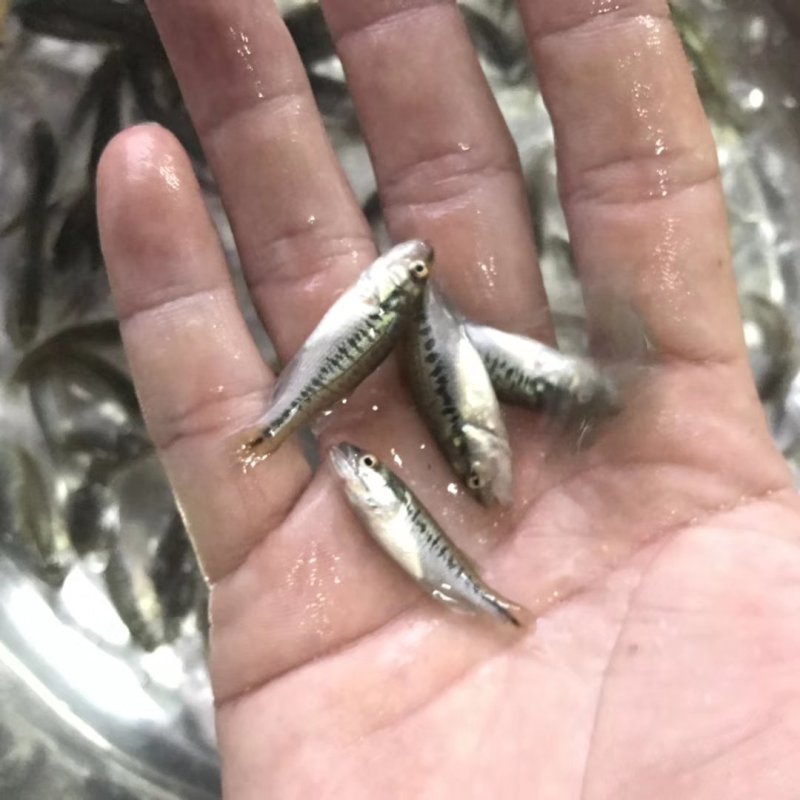 热卖大口鲈鱼加州鲈鱼苗活体七星鲈鱼苗海鲈鱼宝石鲈