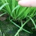 富生韭菜