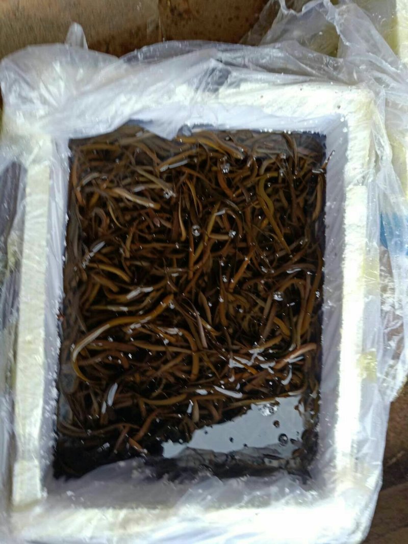 黄鳝苗，华丰九号黄鳝苗，量大可免费送货。