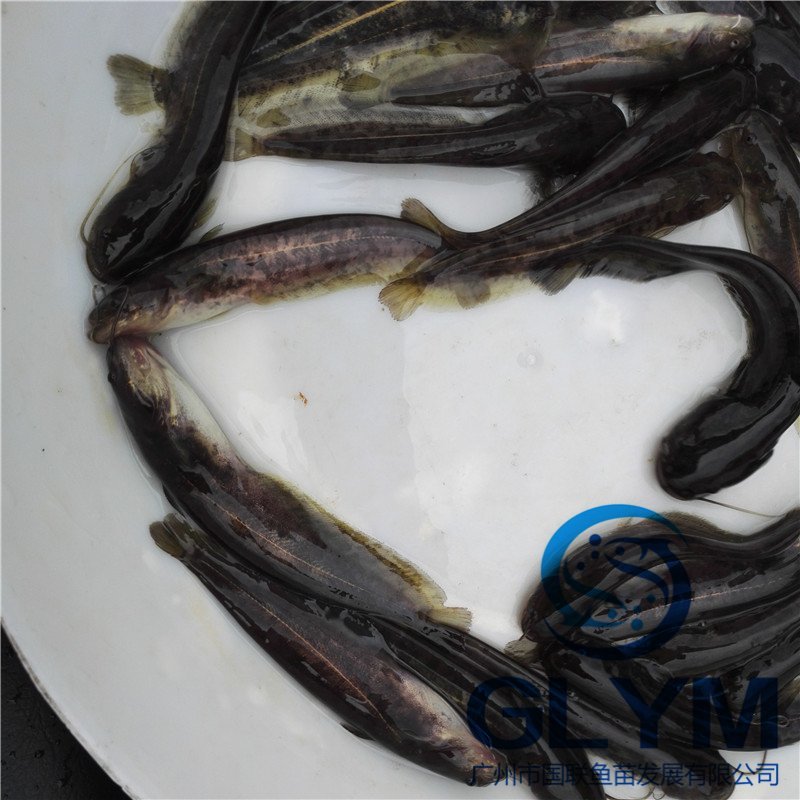 大口鲶鱼苗