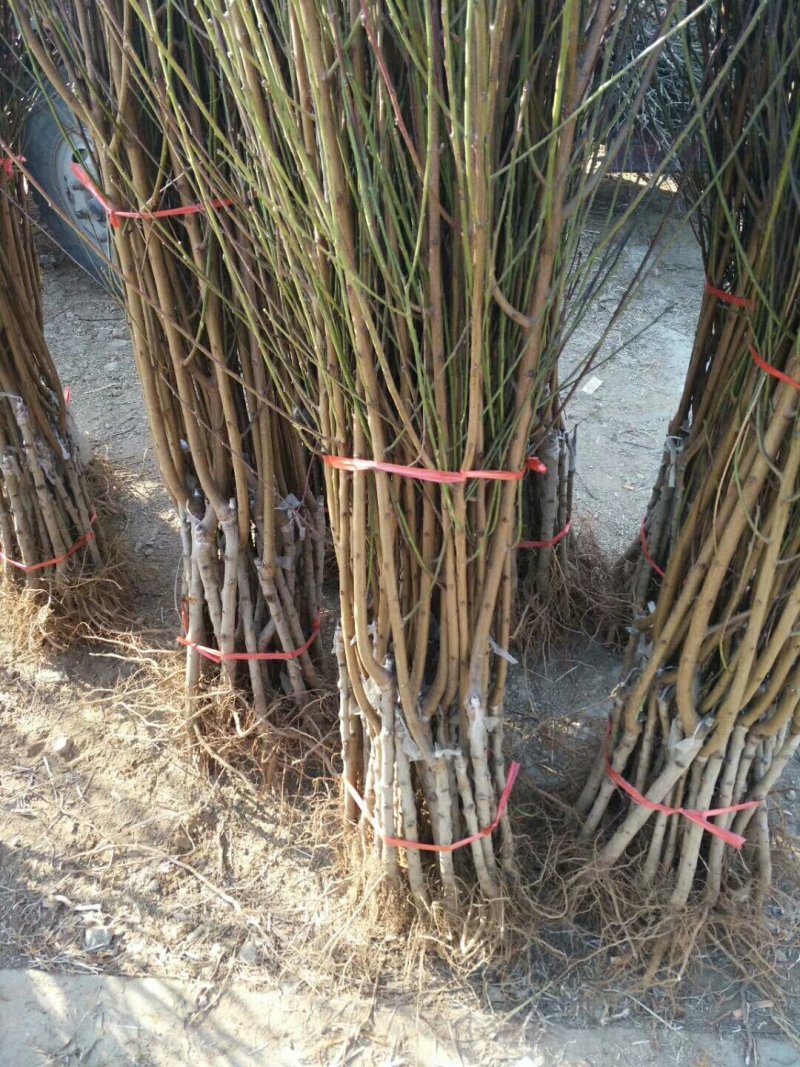 桃树苗有黄桃树苗，毛桃树苗，油桃树苗，包纯度，成活率高