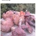 野生灵芝