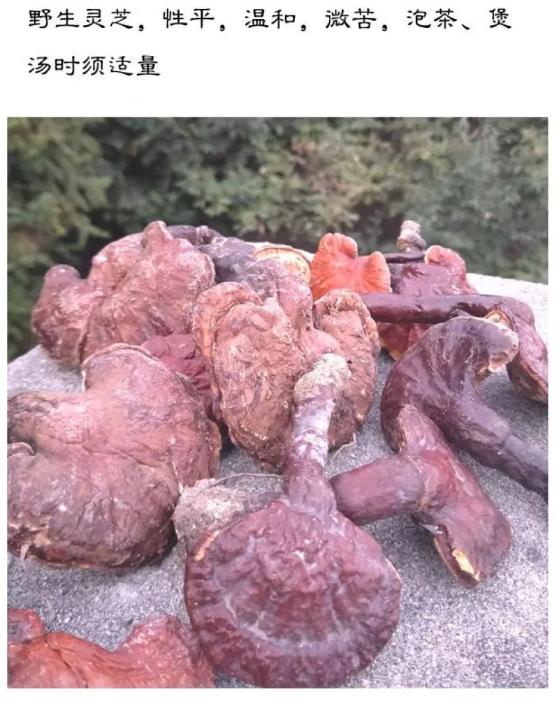 野生灵芝