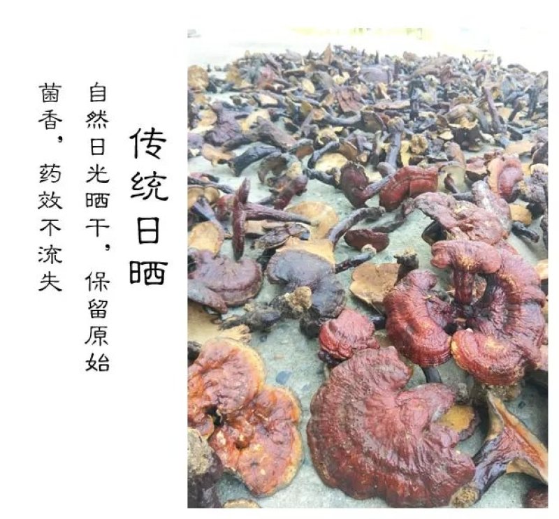 野生灵芝