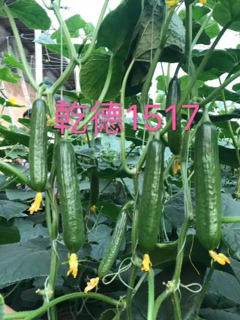 水果黄瓜种子乾德1517光滑无刺口感好