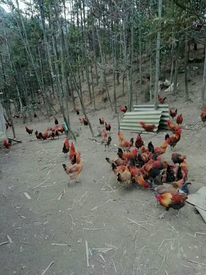 出售马犬,土鸡，肉鸡，价格面谈