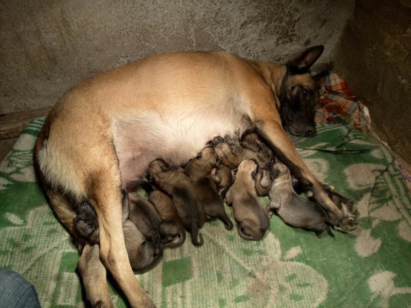 出售马犬,土鸡，肉鸡，价格面谈