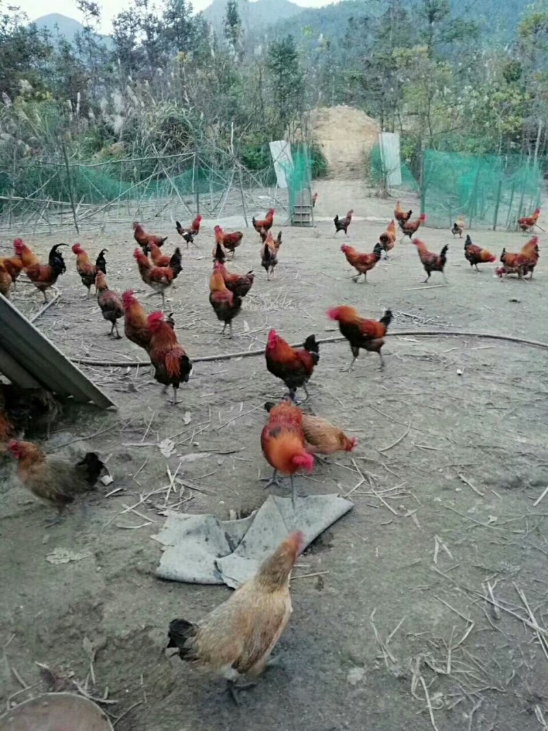 出售马犬,土鸡，肉鸡，价格面谈