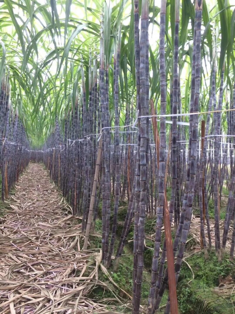 【推荐】回购率高，老客户认可，广西黑皮甘蔗脆又甜欢迎选购