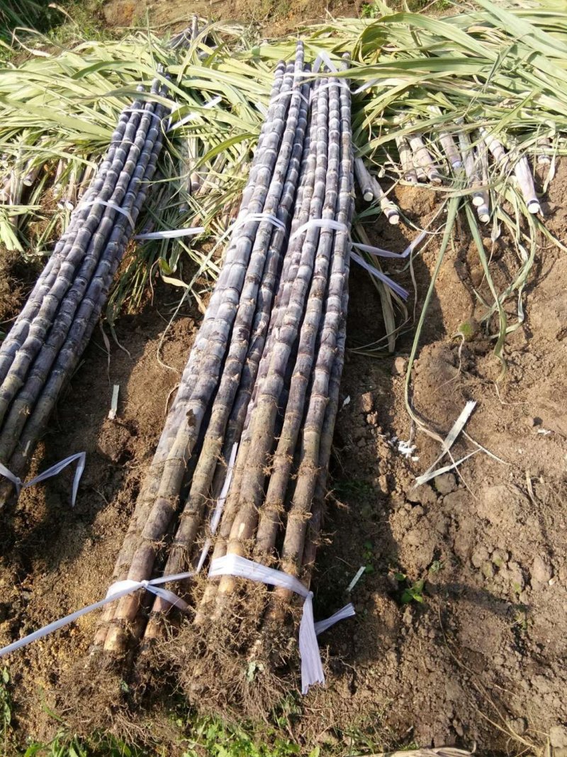 【推荐】回购率高，老客户认可，广西黑皮甘蔗脆又甜欢迎选购