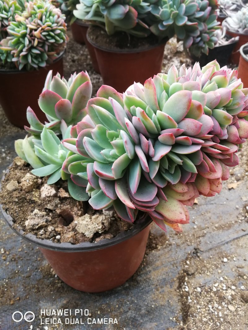 多肉植物