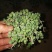 多肉植物