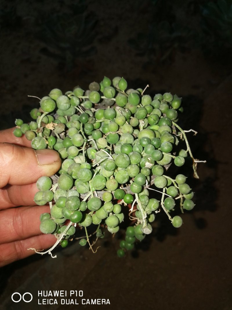 多肉植物