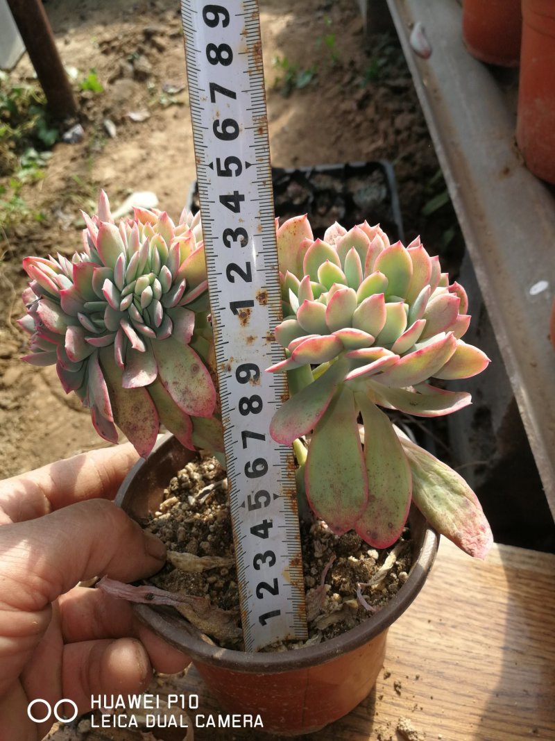 多肉植物