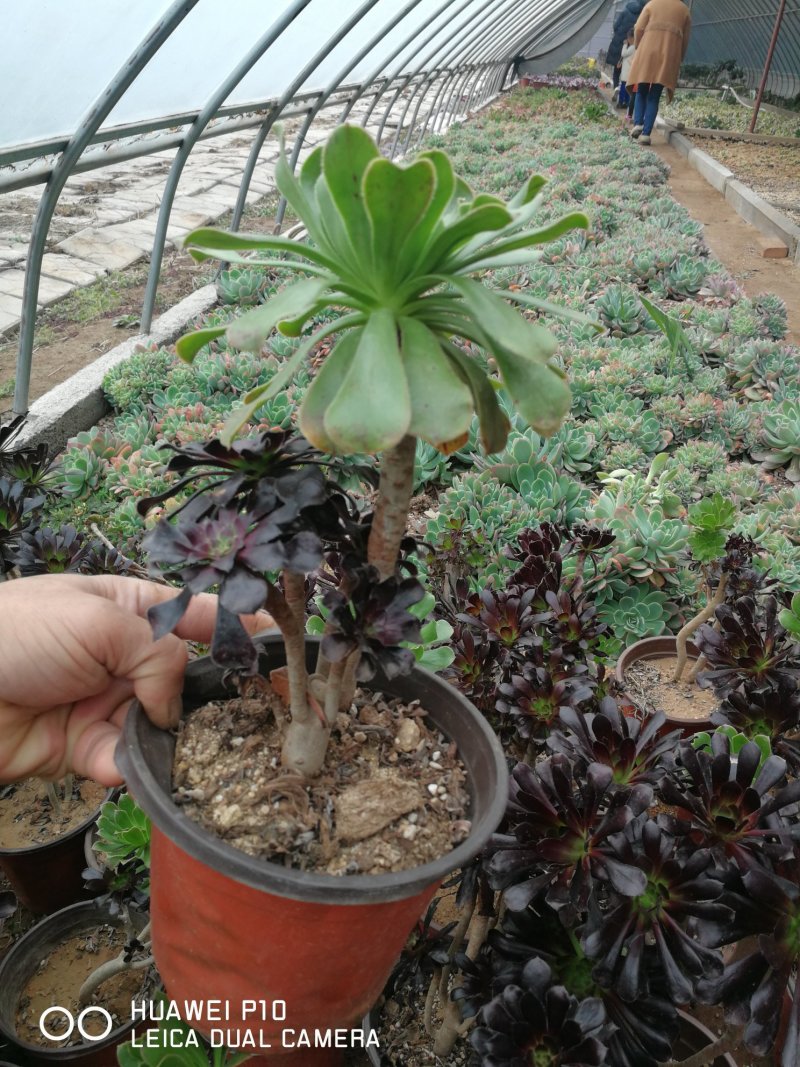 多肉植物