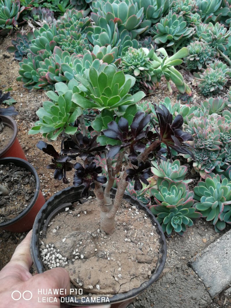 多肉植物