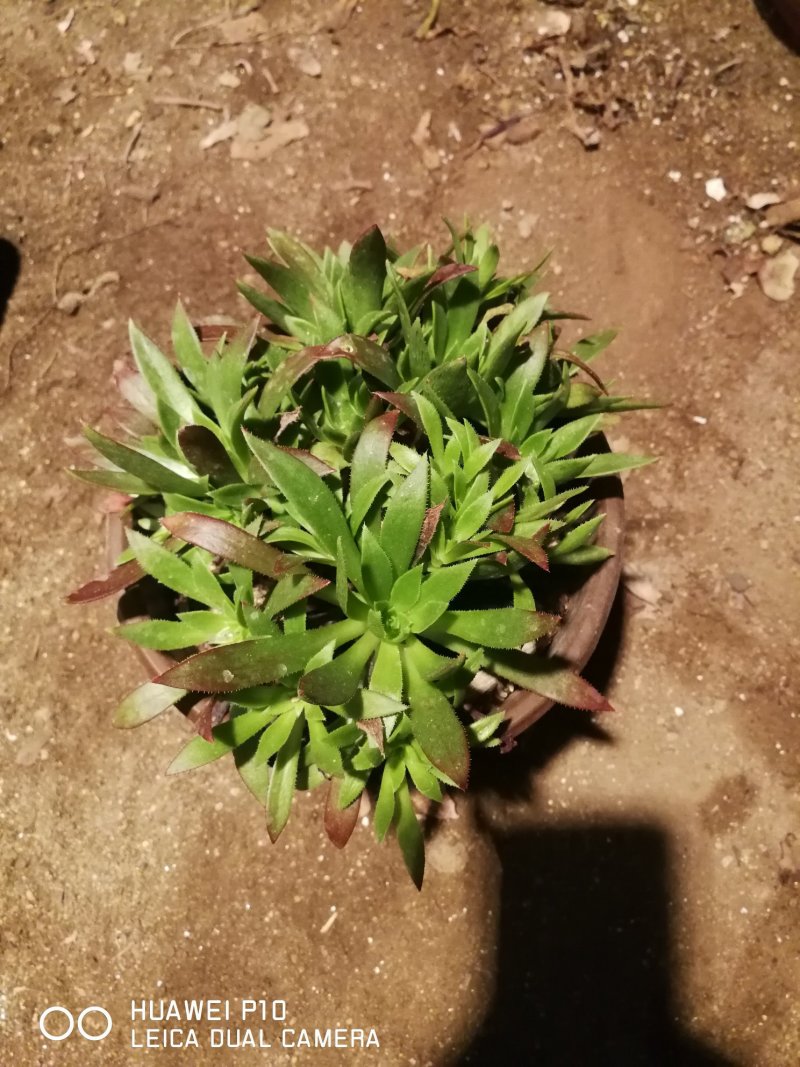 多肉植物