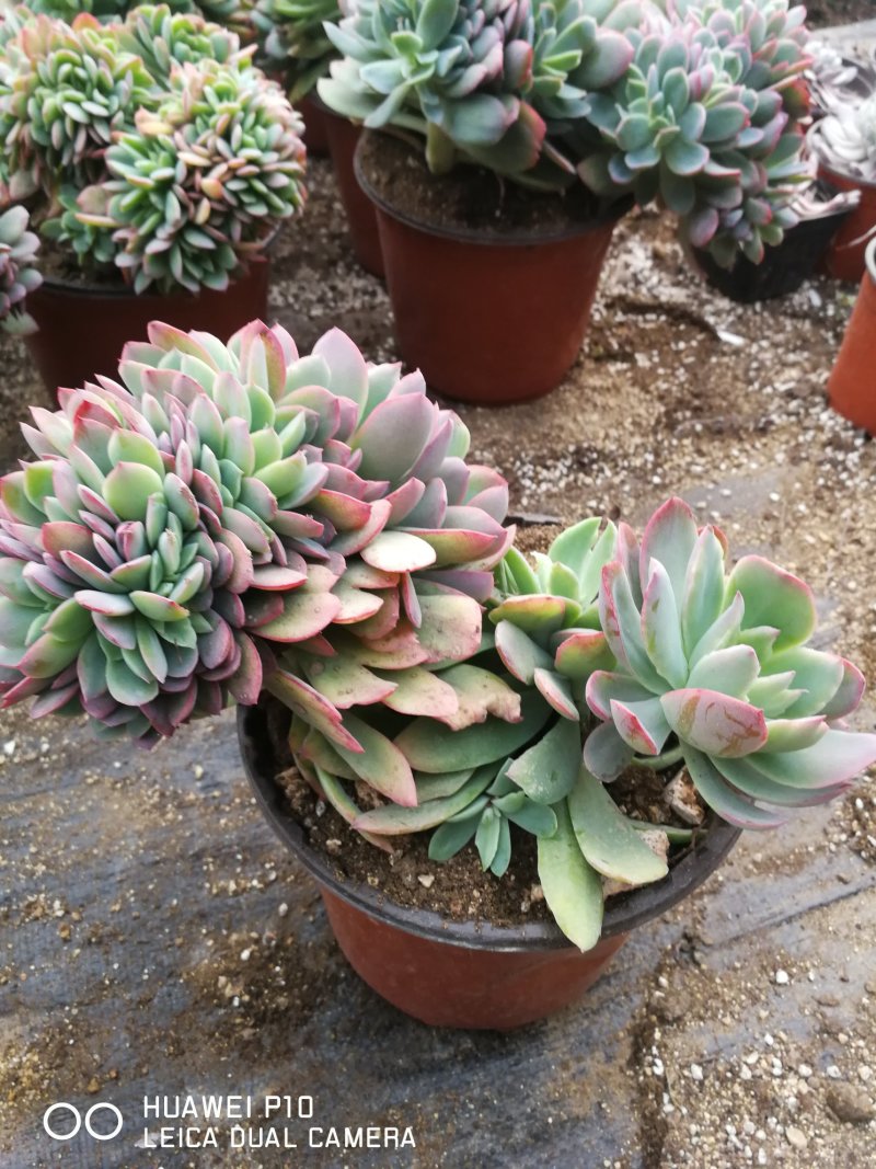 多肉植物