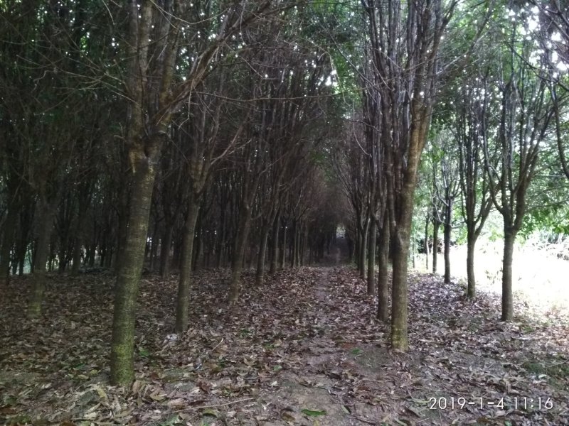 桂花树