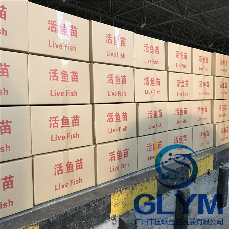 青鱼苗黑鲩鱼苗