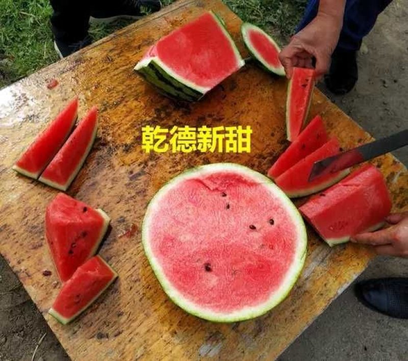 西瓜种子乾德新甜500粒/袋口感好抗病粉瓤
