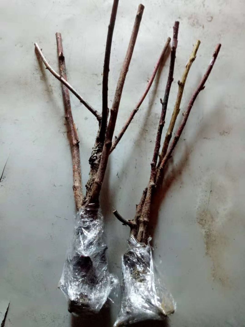 秋福树莓苗当年结果