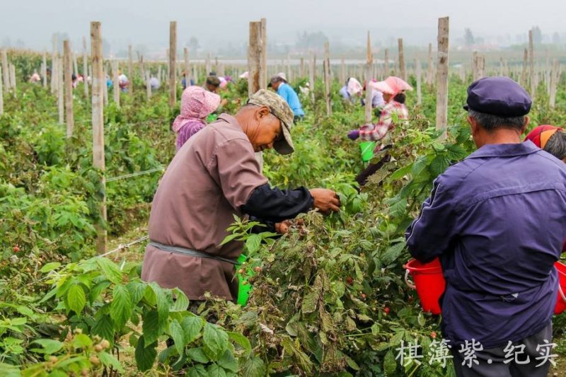 秋福树莓苗当年结果