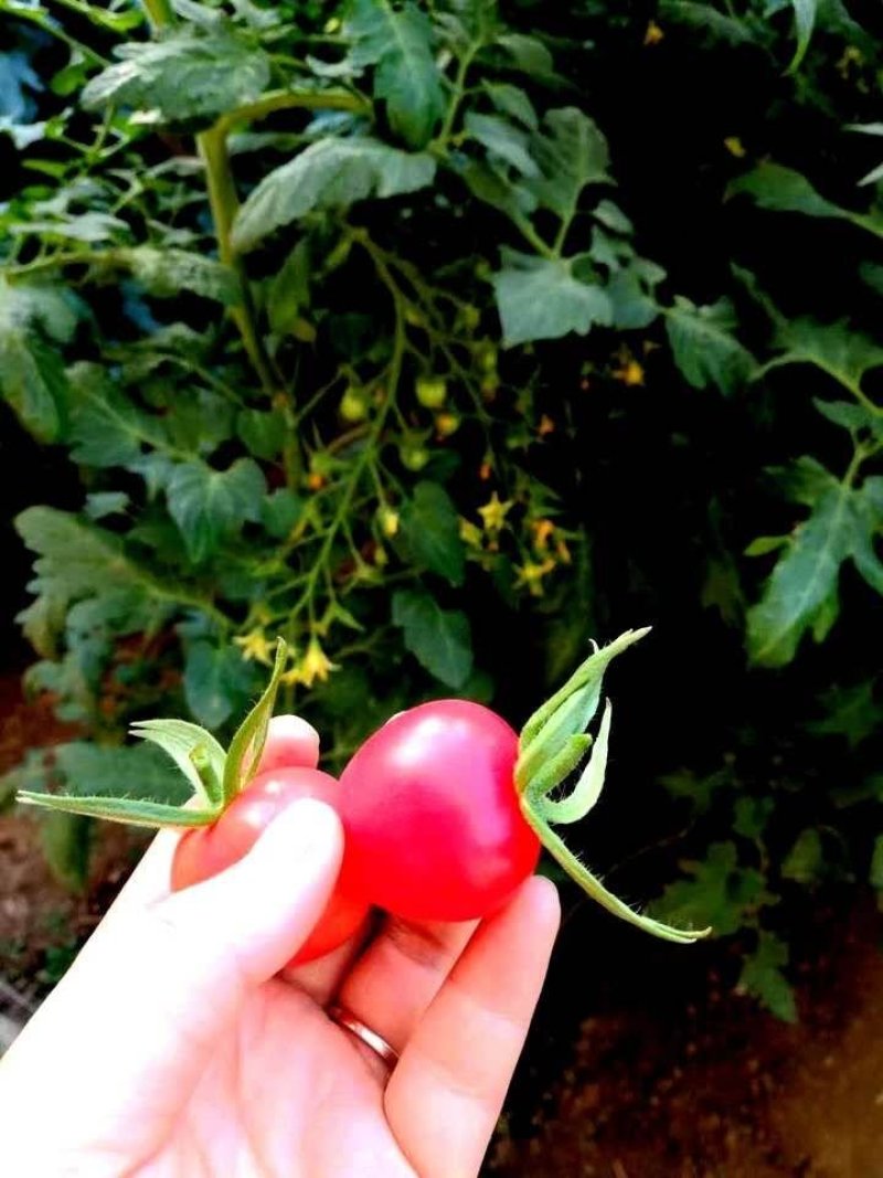 粉樱桃番茄种子乾德闺蜜圆形口感好抗病性好