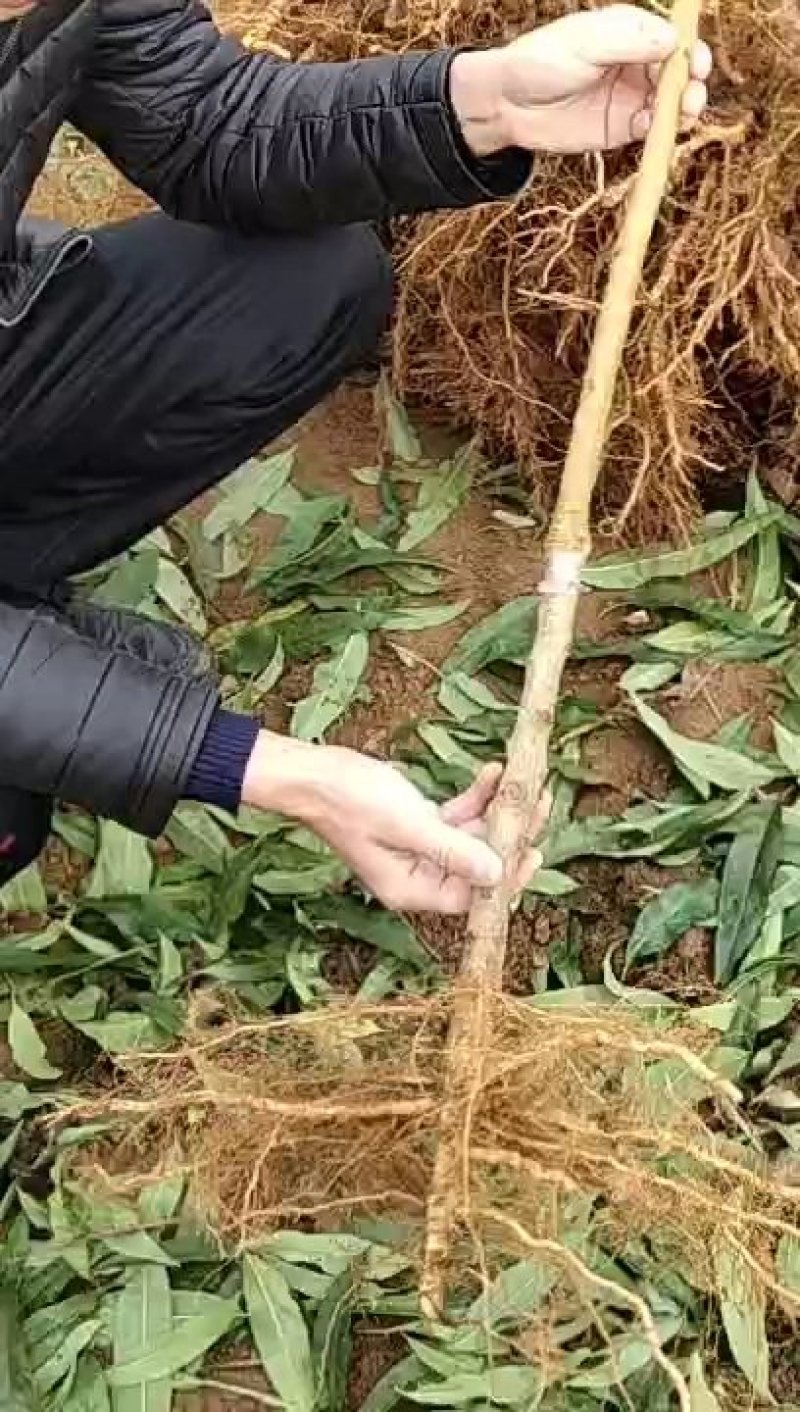 桃树苗水蜜桃苗黄桃寿桃盆栽地栽果树苗适应南方北方种植